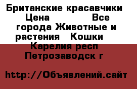 Британские красавчики › Цена ­ 35 000 - Все города Животные и растения » Кошки   . Карелия респ.,Петрозаводск г.